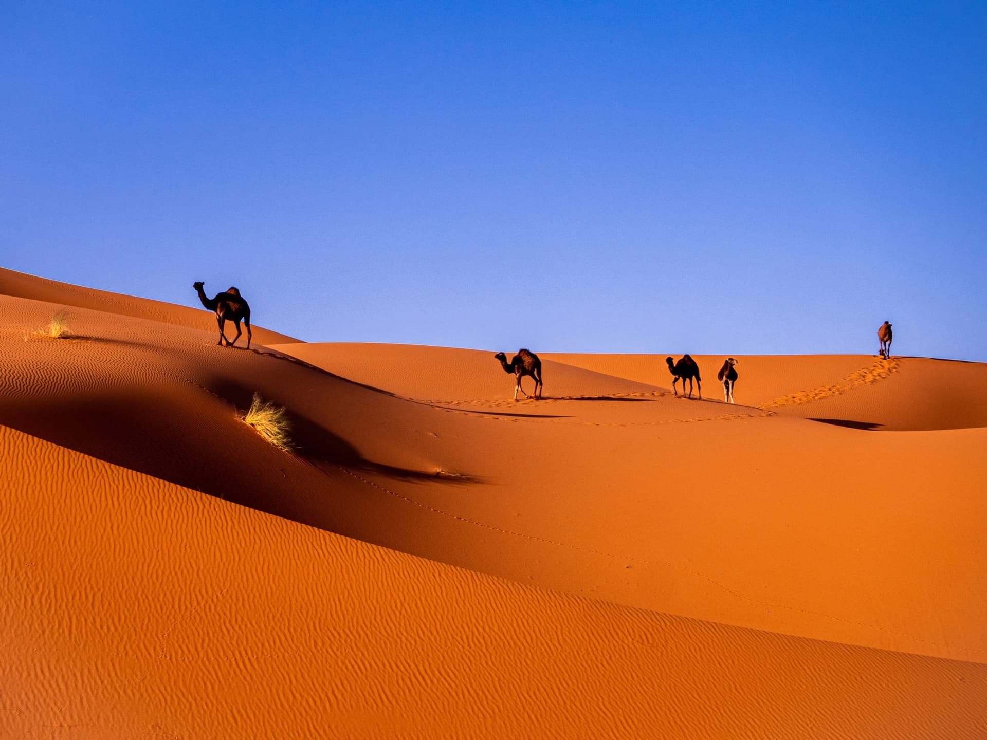 Best Time to Visit Morocco's Sahara: Month by Month