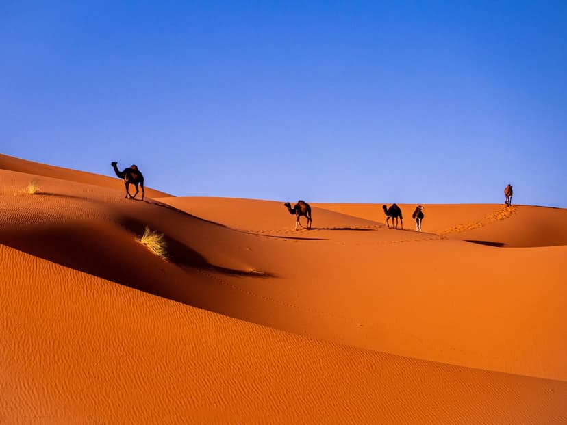 Best Time to Visit Morocco's Sahara: Month by Month